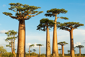 马达加斯加马任加机场三字代码(MJN),马任加机场(Amborovy(Philibert Tsiranana) Airport)四字码,马达加斯加机场三字码查询